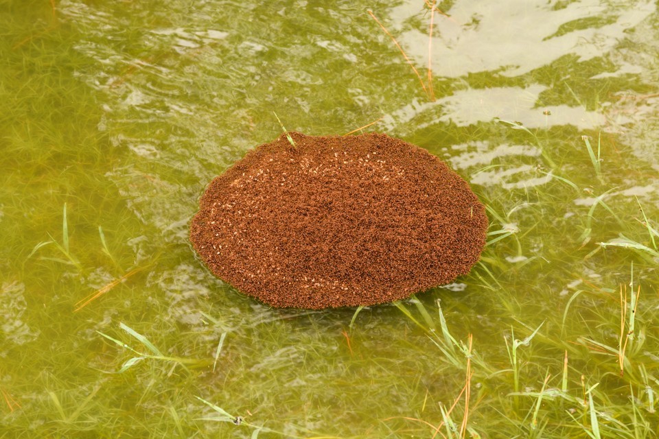 A fire ant raft after Hurricane Harvey in Pearland, Texas.